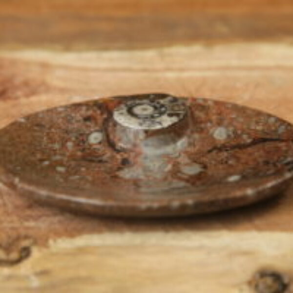 Ammonite dish