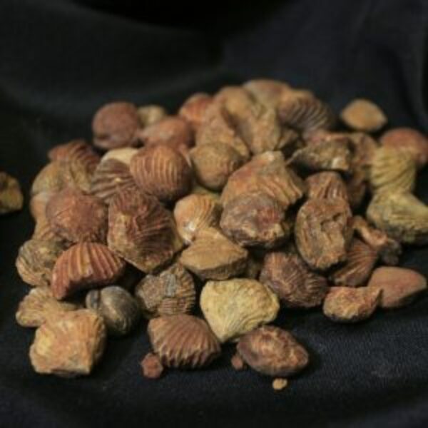 Fossilized Clams 1lb