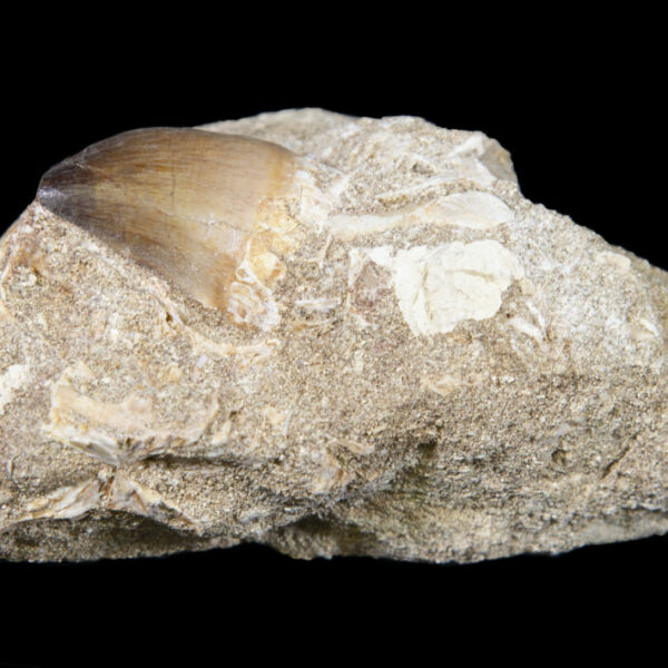 Mosasaur Tooth in Matrix