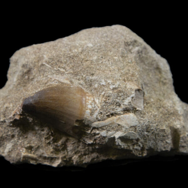 Mosasaur Tooth in Matrix