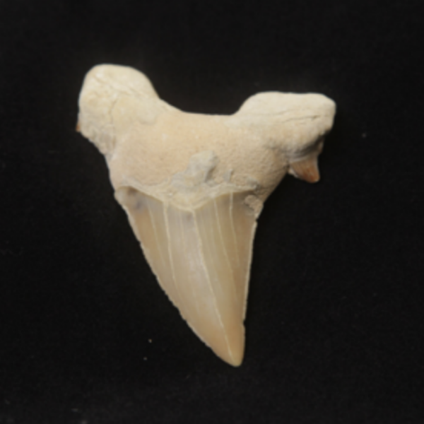 Shark Teeth large 2"