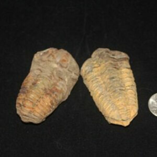 Trilobite Fossil