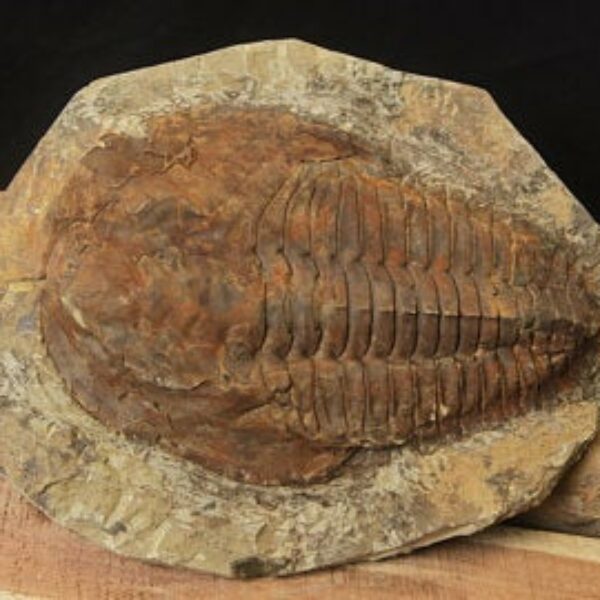 Cambropallas Large Trilobite Fossil