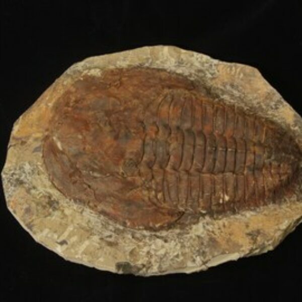 Cambropallas Large Trilobite Fossil