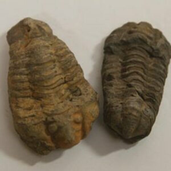 Trilobite Fossil